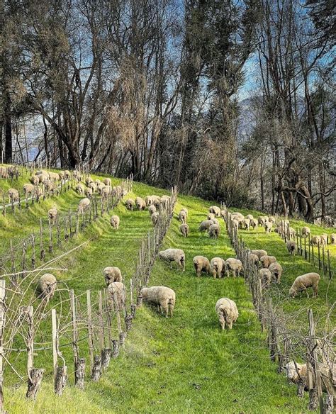 Talbott Sheep Co Star Creek Land Stewards Inc Sheep Goat Grazing