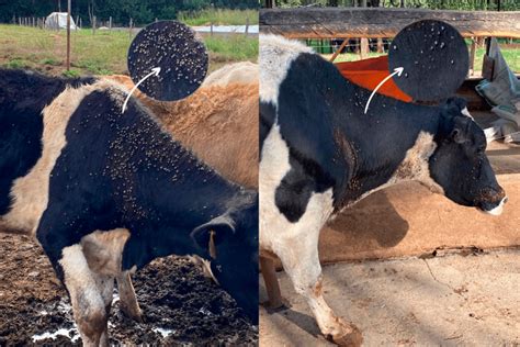 Protocolo para controle de carrapatos em gado leiteiro Pearson Saúde