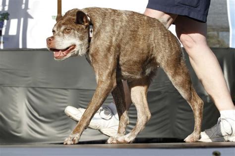 Worlds Ugliest Dog 2015 Winner Photos And Reaction Bleacher Report