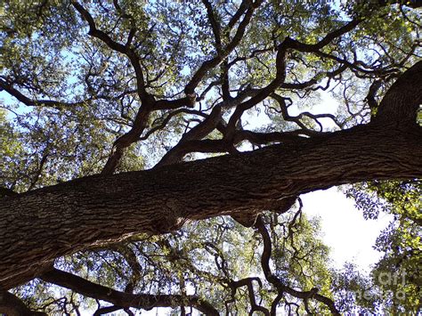 I Love Texas Live Oak Trees Five Photograph By Joney Jackson Fine Art America