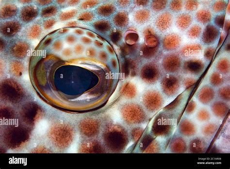 Greasy Grouper Epinephelus Tauvina Stock Photo Alamy