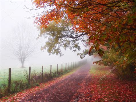 Misty Autumn Morning Trees Stock Photo By ©kiyyah 2369054