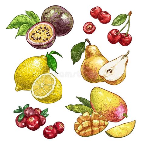 Fresh And Juicy Fruits Set Hand Drawn Illustration Isolated On White