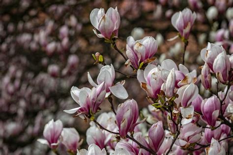 Kraków Rozkwitły wawelskie magnolie O tej porze roku Wawel wygląda