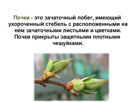 Побег. Почки и их строение. Рост и развитие побега - online presentation