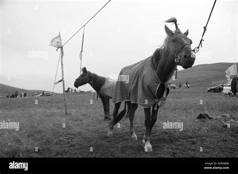 Naadam Festival Mongolia Stock Photo - Alamy