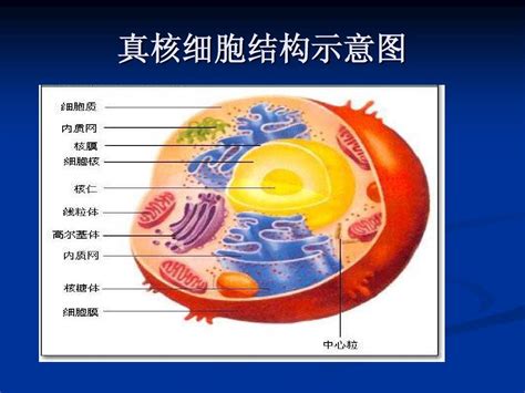 真核细胞图解真核细胞原核细胞 伤感说说吧