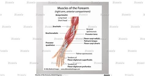 Musclesoftheforearmlabeleddiagramposter