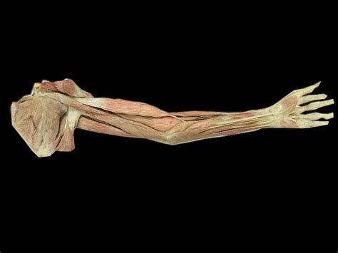 Superficial Muscles Of Upper Limb Plastinated Specimens Limb Anatomy Model Anatomy Teaching Model