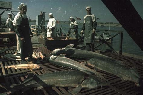 Caviar Fishing On The Caspian Sea (1949) - Flashbak