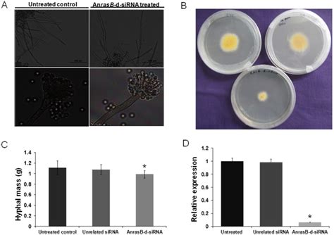 (A) Assessment of phenotypic changes in A. nidulans. In upper panel ... 