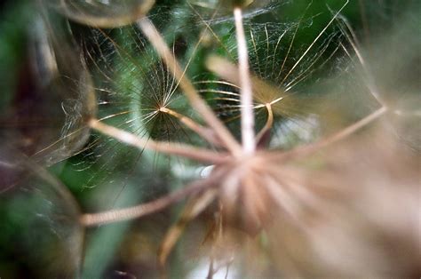 Dandy 35mm Film Dandelion Seeds Comments Are Always Welco Flickr