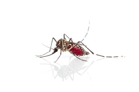 What Attracts Mosquitoes To Humans Their Homes