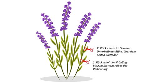 Lavendel Richtig Schneiden Ratgeber ARD Buffet SWR Fernsehen