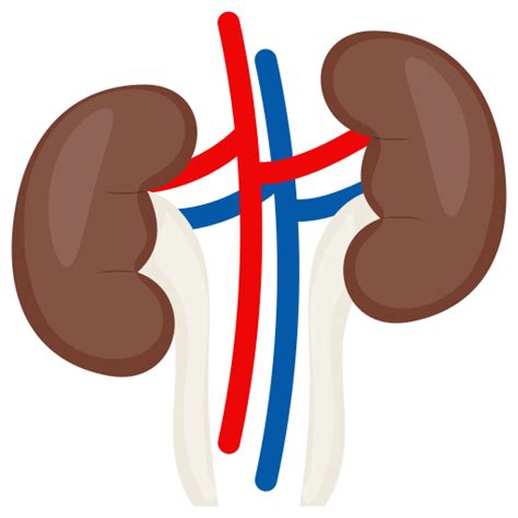 Kidneys Free Icon