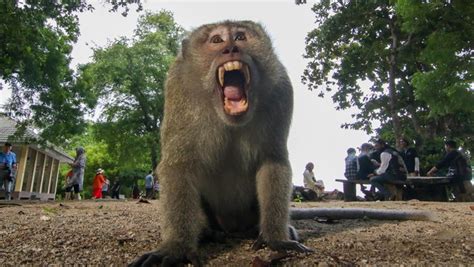 Viral Gerombolan Monyet Turun Gunung Di Bandung Pakar Waspada Rabies