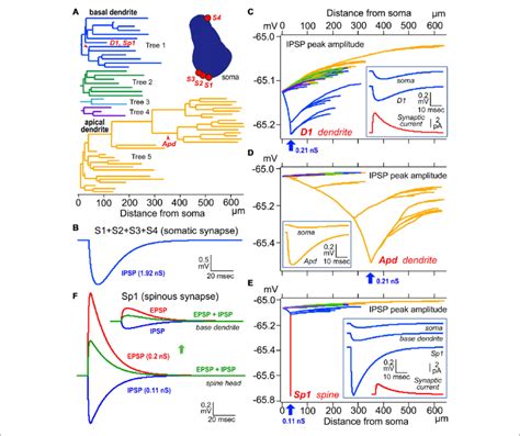 | Simulation analysis of inhibitory postsynaptic potential (IPSP) on ...