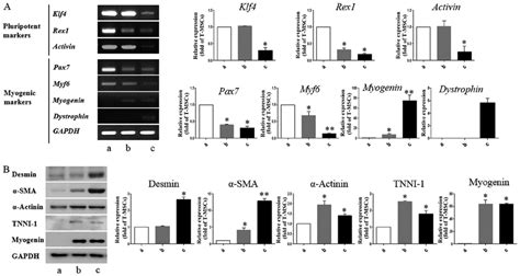 Detection Of Myogenic Markers In Tonsil Derived Mesenchymal Stem Cell