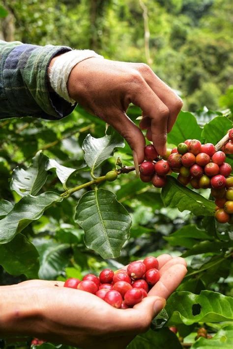 Harvesting Coffee