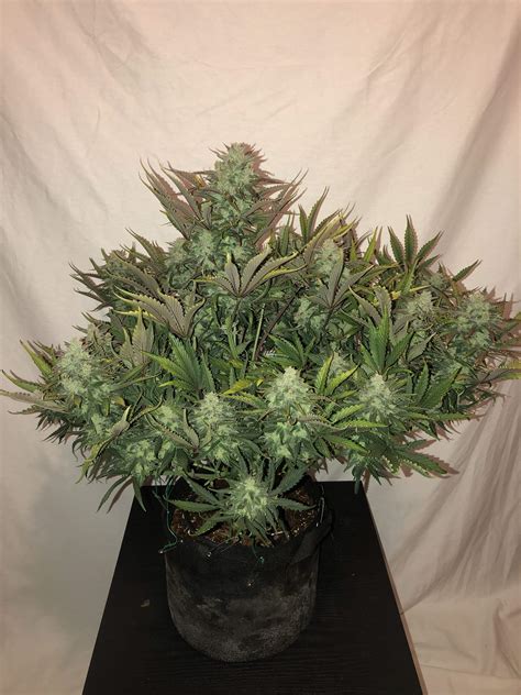 Gorilla Glue Photo Gallery Fast Buds