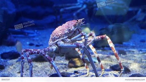 King Crab At Aquarium Ocean Dark Blue Bottom Stock Video Footage 8960591