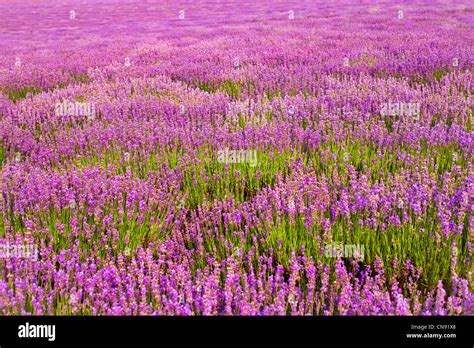 purple lavender flowers Stock Photo - Alamy