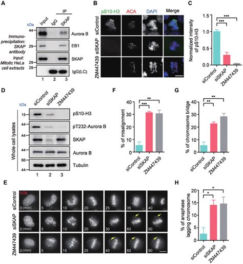 SKAP Is Essential For Aurora B Kinase Activation A Mitotic HeLa