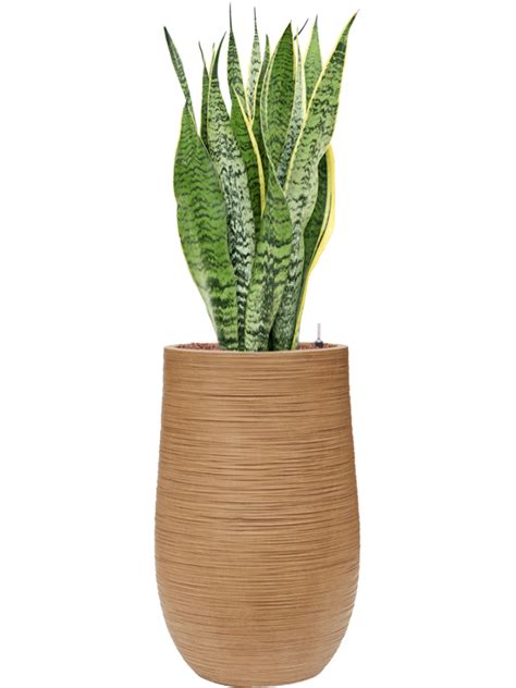 Sansevieria Trifasciata Laurentii Donica Baq Dune Hydroponika