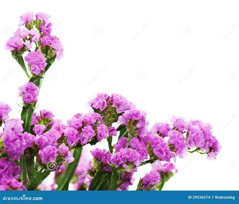 Bouquet From Purple Statice Flowers Arrangement Stock Images - Image: 29536374