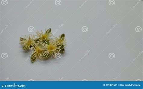 Design Concept Made of Betel Nut Flowers Stock Image - Image of green ...