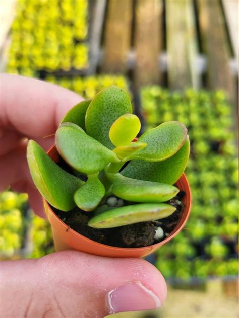 1 75 Crassula Ovata Minima Miniature Jade Etsy