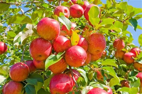 How to Make Apple Trees Grow Faster: Tips and Tricks for Faster Growth ...