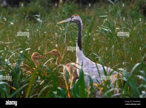 The Red Crowned Crane Also Called The Manchurian Crane Or Japanese