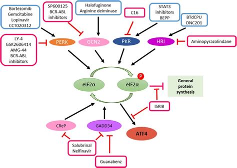 Targeting The Integrated Stress Response In Cancer Therapy