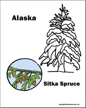 Alaska: State Tree – Sitka Spruce – Abcteach