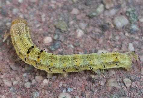 Tobacco Budworm Essential Facts For Gardeners Whats That Bug