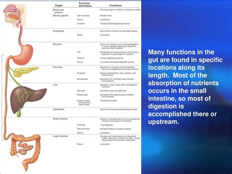 Ppt Gastrointestinal Physiology Powerpoint Presentation Free