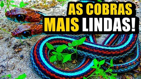 As Cobras Mais Lindas Do Mundo Youtube