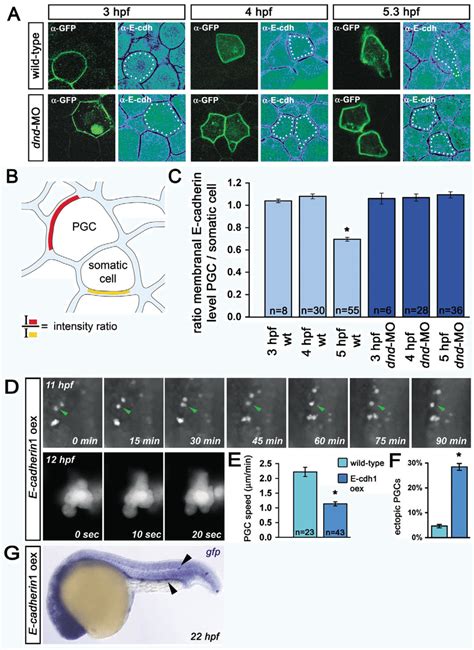 E Cadherin Is Dynamically Regulated During Early Stages Of Pgc