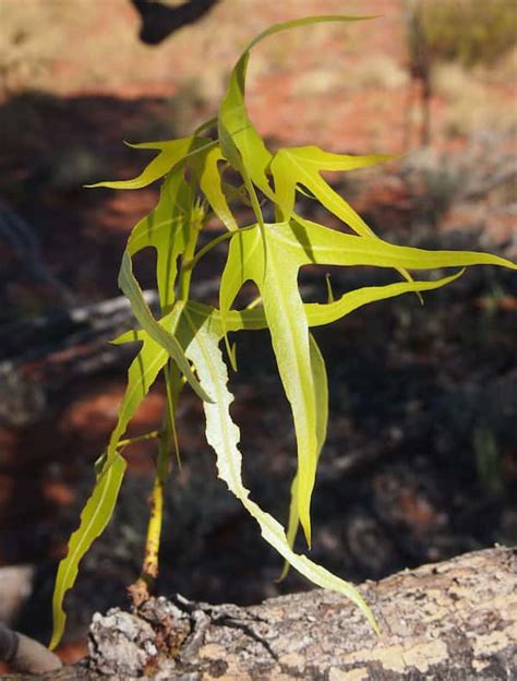 Brachychiton Gregorii Desert Kurrajong