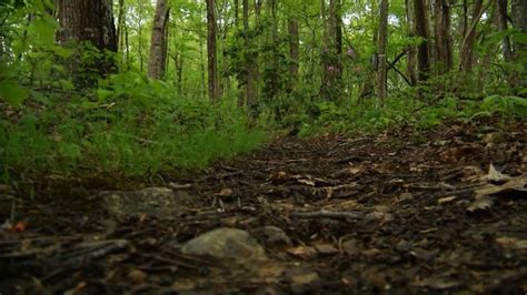 Appalachian Trail Machete Attack Man Arrested And Charged In Assault