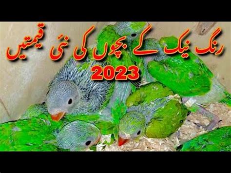 Ringneck Chicks Parrot Price In Pakistan Price Of Ringneck Chicks