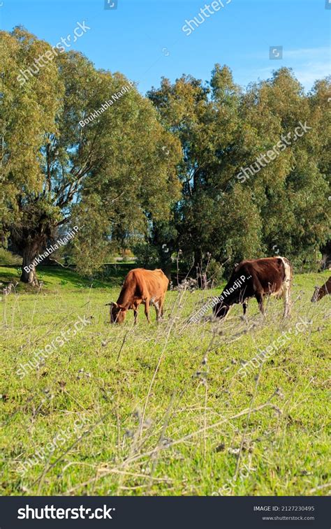 Care Breeding Domestic Animals Including Cows Stock Photo 2127230495 ...