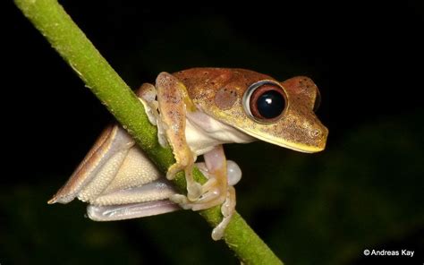 Map Tree Frog Hypsiboas Geographicus