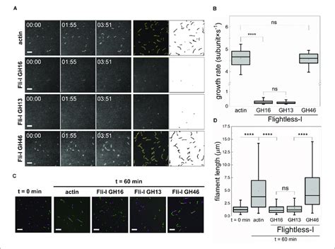 The Gelsolin Homology Domains Of Flightless I Inhibit Actin Filament