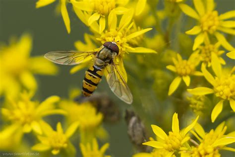 Flyttblomfluga Episyrphus Balteatus Marmalade Hoverfly Svartfoton