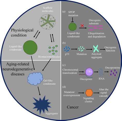 Liquidliquid Phase Separation Roles And Implications In Future Cancer