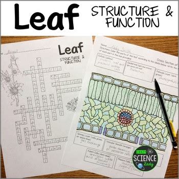 Leaf Anatomy Worksheet Key