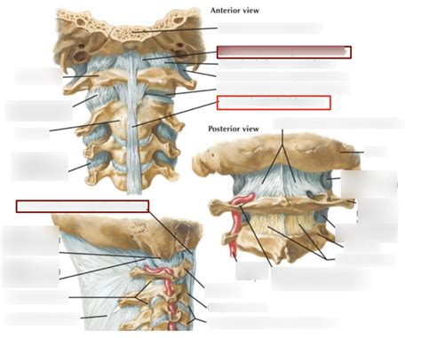 8 Craniovertebral Ligaments And Membranes Diagram Quizlet