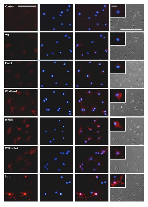 Immunofluorescence Analysis Of Cleaved Caspase Levels In Treated